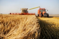 VELIKA ŠANSA ZA SRPSKU POLJOPRIVREDU Egipat zainteresovan za naše proizvode, evo šta ćemo izvoziti