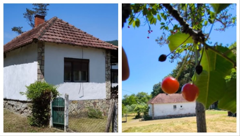 TREŠNJE SKUPLJE OD ZLATA, A JELENA PRODAJE KUĆU, PLAC I VOĆNJAK ZA 29.000 EVRA Ima dovoljno da se gađa i obogati (FOTO)