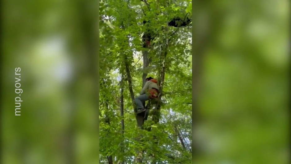 VOZAČA PARAGLAJDERA IZVLAČILI SPASIOCI, PAO U KROŠNJU DRVETA NA VISINI OD 15 METARA Drama na nebu iznad Čačka (FOTO)