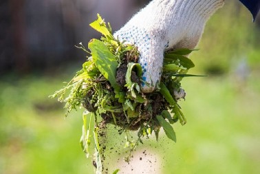 REŠITE SE KOROVA BEZ ČUPANJA Prirodna metoda ih uništava dok trepnete, potrebne su samo 2 stvari iz kuhinje