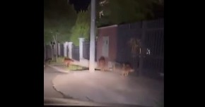 PODIVLJALI PSI RASTRGLI MAČKU NA SENJAKU! Stanari u panici: "Ne znamo šta da radimo!" (VIDEO)