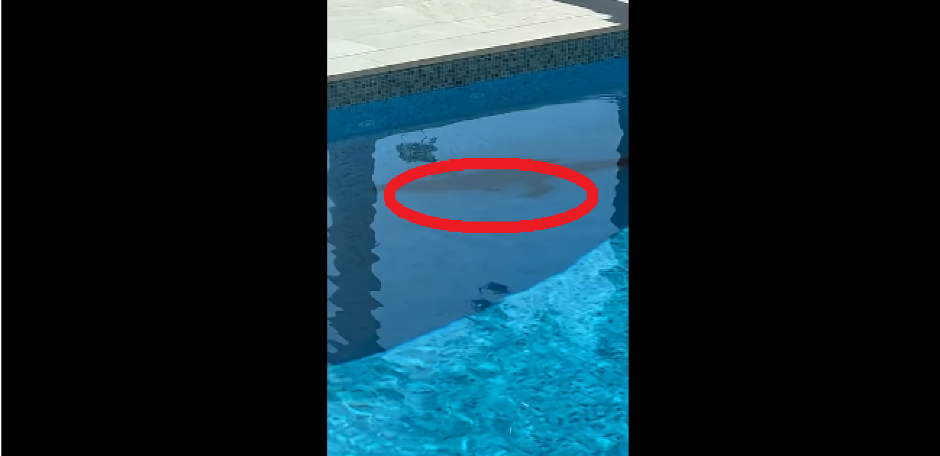 ČOVEK PRIŠAO BAZENU, SAČEKAO GA JE ŠOK PRIZOR Odmah je odlučio da sve snimi... (VIDEO)