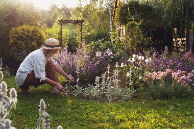 OTPORNA NA NAJVEĆU SUŠU Žene obožavaju ovu biljku jer se lako neguje, a prelepo dekoriše baštu