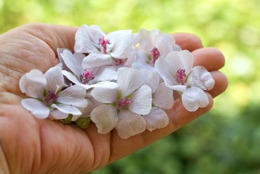 RASTE KAO KOROV, A VREDI KAO ZLATO Mala investicija – velika zarada