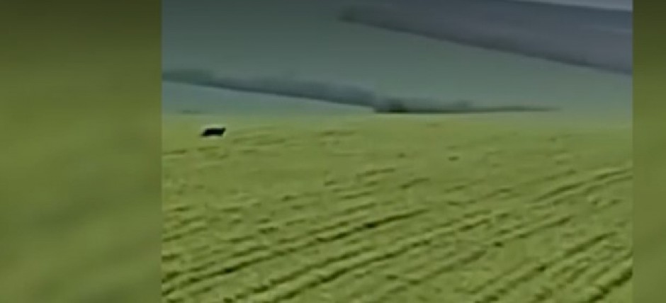 CRNI LEOPARD PRIMEĆEN U SELU! Ceo Balkan uznemiren zbog divlje zveri - PROGLAŠENO I VANREDNO STANJE