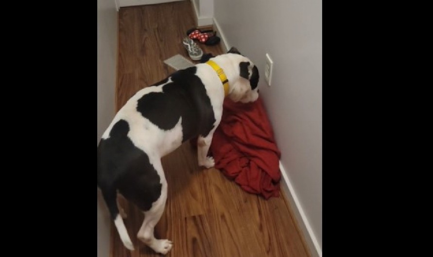 PAS OSETIO DA NEŠTO NIJE U REDU SA ŠTEKEROM, PA UPOZORIO VLASNIKA Ovo je neverovatno