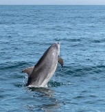 LJUDI OVO JOŠ NISU VIDELI Delfin ubica pomahnitao - bacao je ajkulu u vazduh, kamera sve snimila