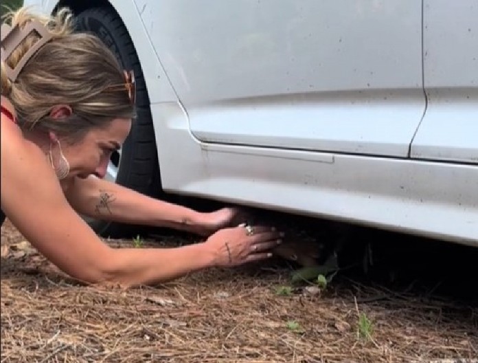 MIRNA ŠETNJA PRETVORILA SE U NOĆNU MORU Devojke čule neobično cviljenje na parkingu, a onda se pojavila majka životinje i napravila HAOS! (VIDEO)
