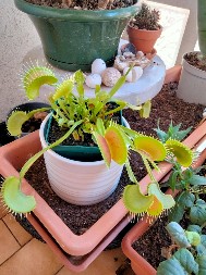 NEĆETE VIŠE MORATI LOVITI MUŠICE PO STANU Zasadite ovu biljku i zaboravite na sve muke sa insektima