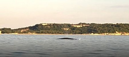 SPEKTAKL NA JADRANU Ogromni kit izronio iz vode, "ovako nešto nisam video"