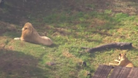 LAV ODGRIZAO ŽENI RUKU Krvavi haos u zoo vrtu (VIDEO)