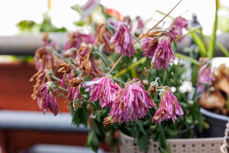 BILJKE STRADAJU TOKOM LETA ZBOG OVE GREŠKE Postoji samo jedan pravilan način da ih negujete kada su velike vrućine