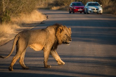 ŠOK U POPULARNOM TURSKOM LETOVALIŠTU Odbegli lav šetao ulicama, ljudi panično bežali - evo kako se sve završilo