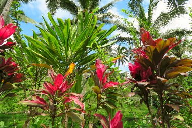 U BUJNOJ TROPSKOJ BAŠTI SVAKI DAN JE BILO SVE MANJE CVEĆA Žena postavila kameru i - našla se u čudu