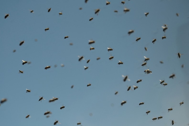 UŽAS U FRANCUSKOM GRADU Ogroman roj pčela napao ljude na ulici - uzrok je prosto neverovatan