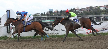 SPEKTAKL NA BEOGRADSKOM HIPODROMU U nedelju se trči galopski derbi