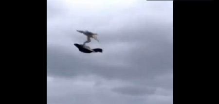 "PUSTI NAŠEG SOKOLA NEKA JE RASKOMADA KANDŽAMA" Otkriveno šta Rusi spremaju za front u Ukrajini (VIDEO)