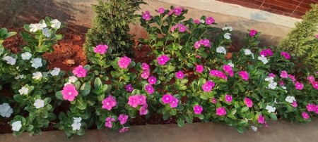 VRAĆA IH U ŽIVOT ODMAH, A NE KOŠTA NI 100 DINARA Ovo je najbolja prihrana za cveće, samo obratite pažnju na jednu stvar