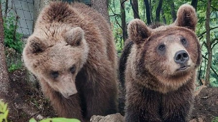 HITNO UPOZORENJE ZA GRAĐANE! Viđena mečka sa tri mečeta na Tari - ovo nikako ne radite!