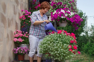 ZOVU GA CRNIM ZLATOM ZA CVEĆE Buja kao ludo kad ga zalijete ovim prirodnim rastvorom!