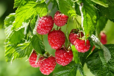 SIRĆE NE DOLAZI U OBZIR Evo kako da pravilno operete maline, prljavština nestaje kada pomešate ove 2 stvari