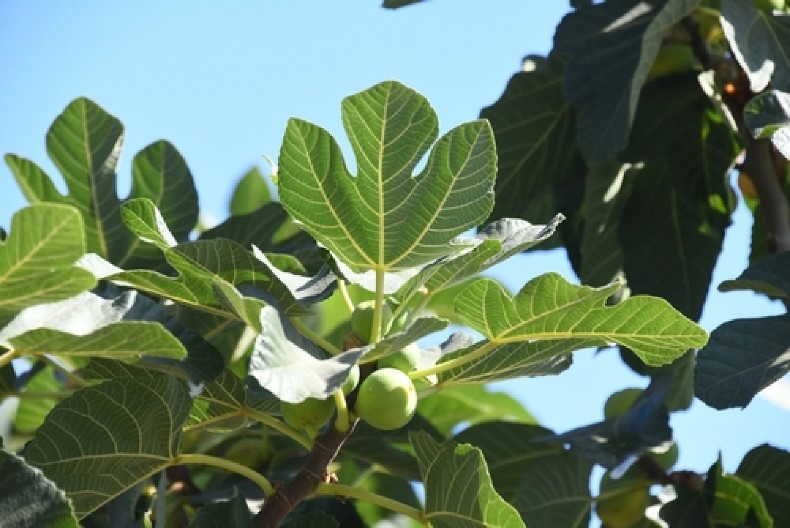 SMOKVIN LIST JE ELIKSIR ZDRAVLJA  Ako je imate u dvorištu, blago vama - evo za šta sve može da se koristi