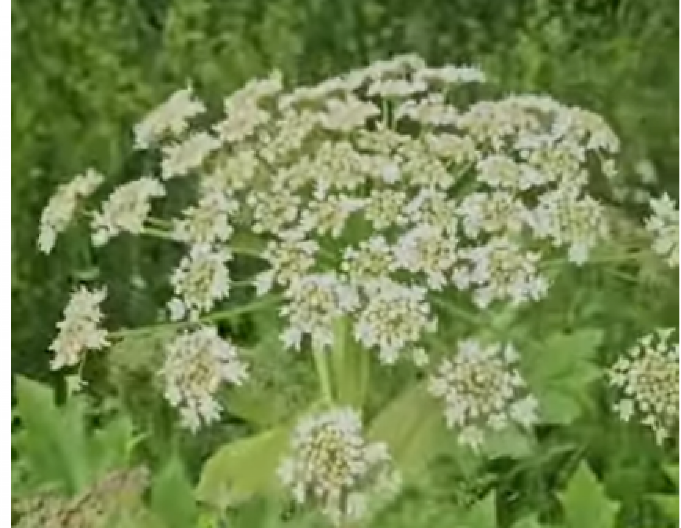 SRBIJA NA NOGAMA ZBOG BILJKE IZ PAKLA! Izgleda kao cveće, a UBILA JE STOTINE! Oglasilo se i Ministarstvo