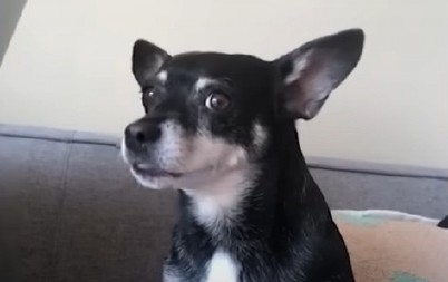 UGINUO IM VOLJENI PAS, A ONDA ŠOK! U azilu ih dočekao ON - NIKO NE MOŽE DA OBJASNI OVO (VIDEO)