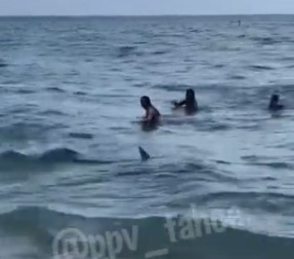 STAVIČAN NAPAD MORSKE NEMANI Ušunjala se u poznato letovalište! Muškarac zadobio teške povrede