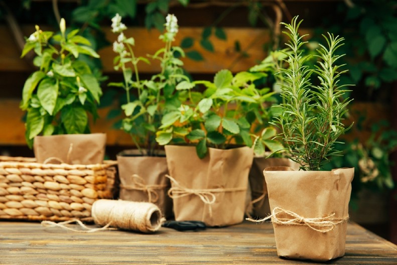 NAŠE BAKE SU JE GAJILE KAO KUĆNU AMAJLIJU Verovale su da ova biljka privlači novac i ljubav