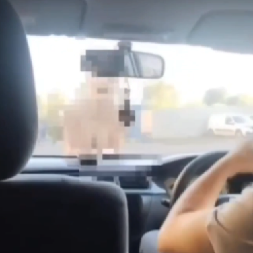 HAOS NA PUTU! Gola žena se baca na automobile,  vozači u neverici!(VIDEO)