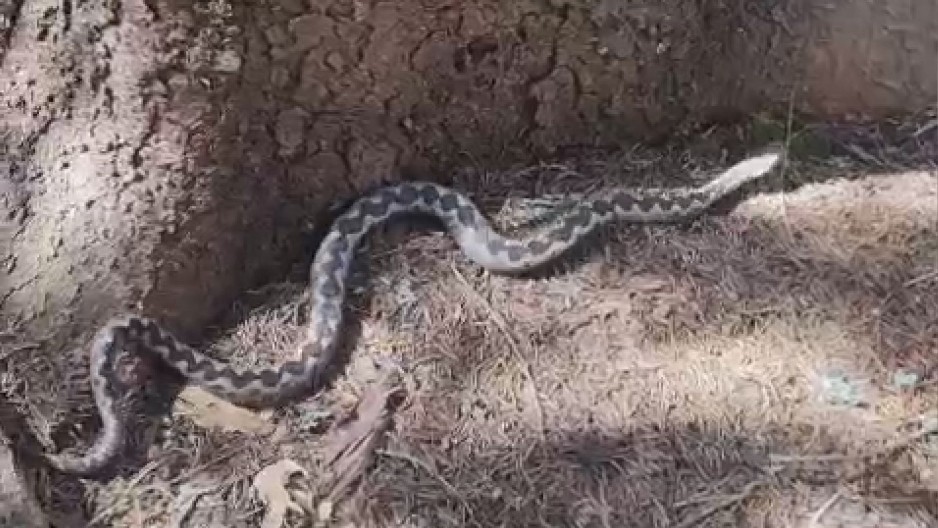 MAJU JE UJELA OTROVNA ZMIJA! Ščepala ju je za ruku!