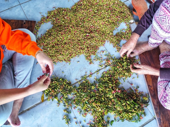 BILJKA KOJA NE DOZVOLJAVA DA SE GOJIMO Blokira apetit, dodajte samo mrvicu u svako jelo – i višak kilograma se topi
