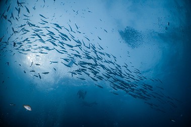 NEOBIČNO STVORENJE SE NASUKALO NA OBALU JADRANA Snimljeno je na kupalištu Jadrija (FOTO)