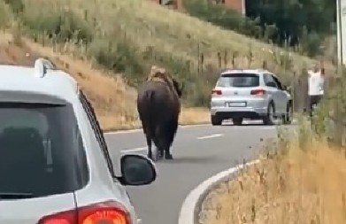BIZONI IZNENADILI MEŠTANE KOD PRIŠTINE Pogledajte snimak (VIDEO)