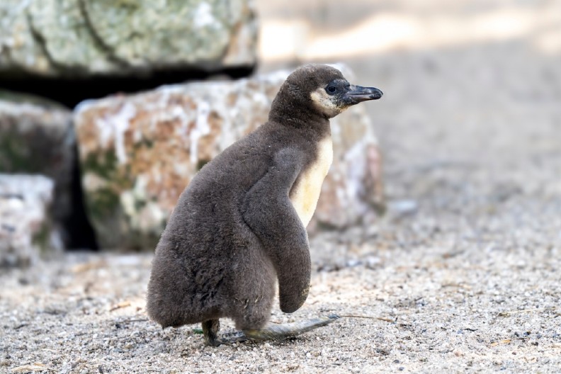 VIC DANA Uhvati policajac pingvina i privede ga u policijsku stanicu...