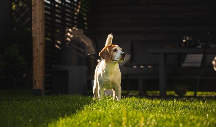 NJEMU STVARNO NIJE JASNO ŠTA SE DEŠAVA Ugledao je svoju senku na zidu i odlepio od sreće - snimak ovog psa je pravi hit na mrežama