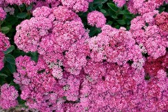 SADI SE SADA DA BI CVETALO CELE GODINE 4 vrste cveća koje izdrže i ono najgore, ukrašavaju terase i dvorišta svih 365 dana