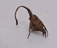 MISLILI SU DA JE OBIČAN LIST, A ONDA JE POČELO DA SE MRDA Stvorenje iz noćne more tera jezu niz kičmu, snimak šokirao svet! (VIDEO)