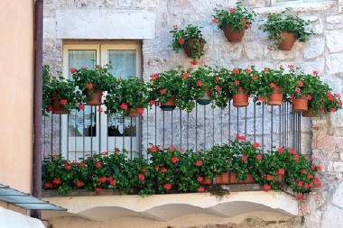 BOŽANSTVENO CVEĆE KOJE BUJA BEZ LIŠĆA  Izgleda čarobno, traje dugo i prkosi hladnom vremenu