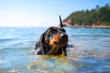 PRESLATKO Pogledajte kako ovaj rotvajler uči štene da pliva - istopićete se
