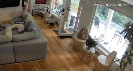 JURIO GA PO IMANJU Pomeranac oterao medveda iz kuće