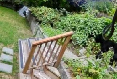 MALI PAS GOLIM ZUBIMA OTERAO ZVER IZ KUĆE Vlasnica u šoku gledala kako beži glavom bez obzira! (VIDEO)