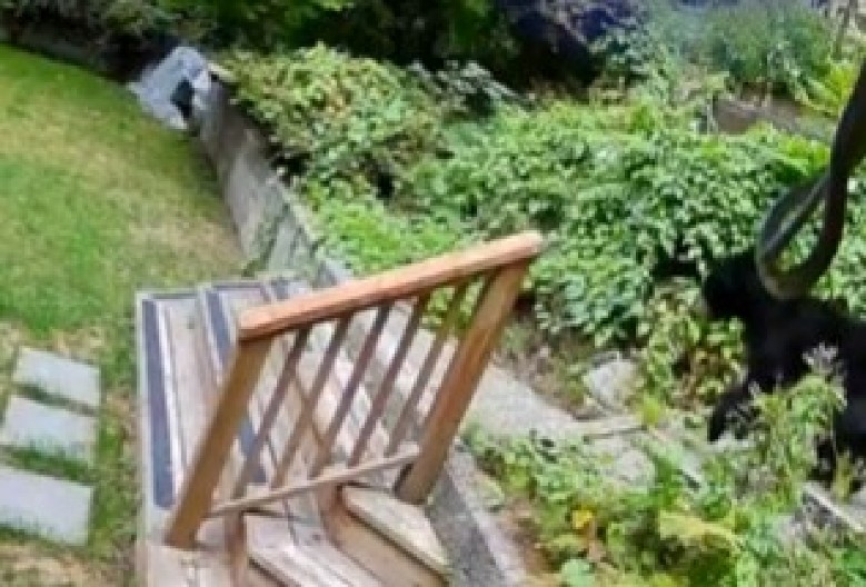 MALI PAS GOLIM ZUBIMA OTERAO ZVER IZ KUĆE Vlasnica u šoku gledala kako beži glavom bez obzira! (VIDEO)