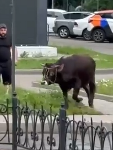 GRAĐANI SNIMILI BIKA U CENTRU GRADA, SNIMCI PREPLAVILI MREŽE  Policija traga za vlasnikom (VIDEO)