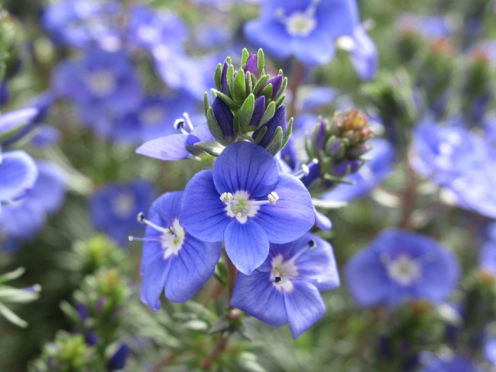 U AVGUSTU SU JE NAŠE BAKE BRALE PO LIVADAMA U narodu je poznato da ova biljka čisti krv, jača pamćenje i leči rane, a raste svuda oko nas
