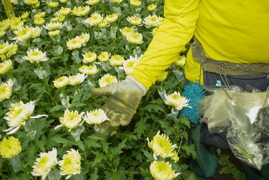 POMOĆ DRŽAVE ZA CVEĆARE IZ SRBIJE Porodica Rakić uspešno gaji hrizanteme, planiraju da prošire proizvodnju