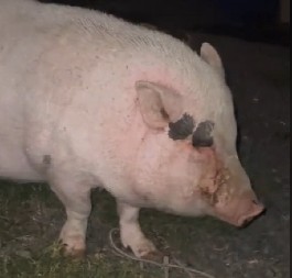 JAGODA JE POSTALA INTERNET SENZACIJA Svinjska pivska zabava, pokrenula je revoluciju u dvorištu (VIDEO)