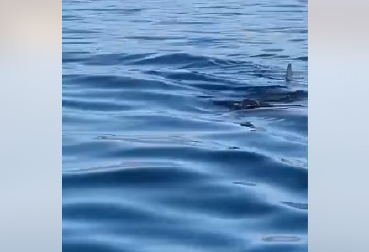 DŽINOVSKA NEMAN SNIMLJENA U JADRANSKOM MORU! Ajkula duga 8 metara, meštani sablasnuti prizorom - snimak okačili na mreže! (VIDEO)