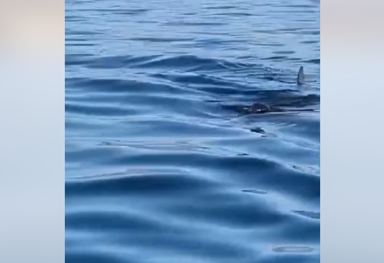 DŽINOVSKA NEMAN SNIMLJENA U JADRANSKOM MORU! Ajkula duga 8 metara, meštani sablasnuti prizorom - snimak okačili na mreže! (VIDEO)